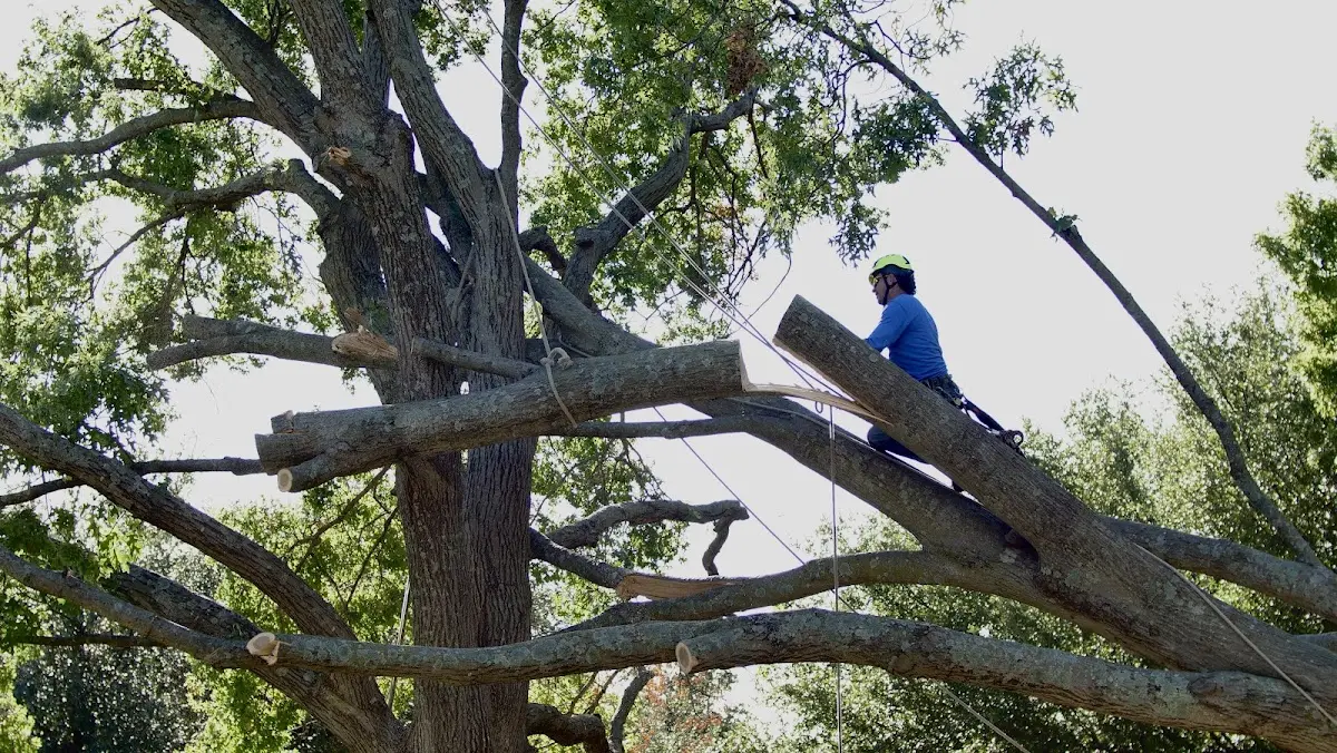 Professional Crown Thinning performed by certified arborists in Dille