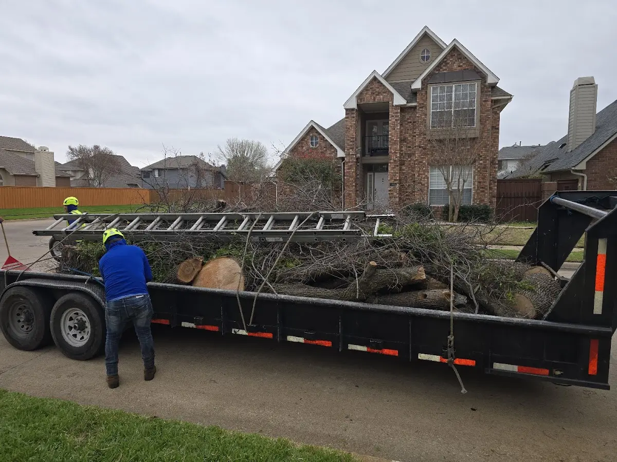 Expert Tree Pest Control with proper safety equipment in Dille